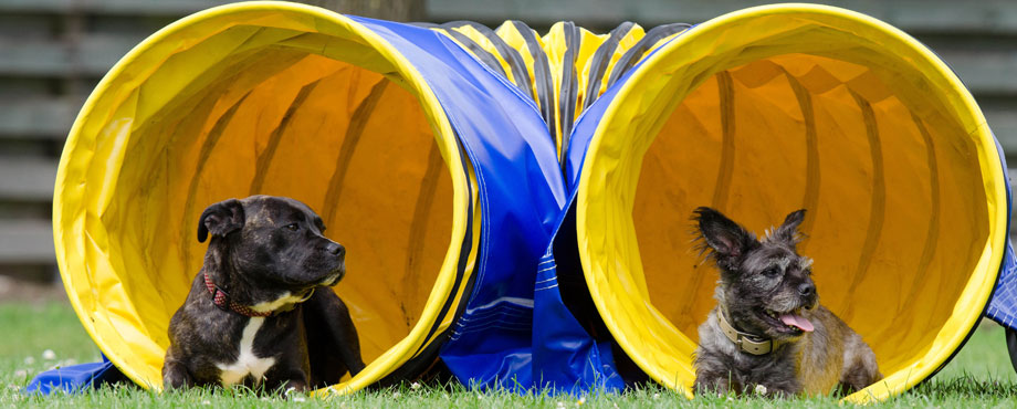 dog agility tunnel ducts
